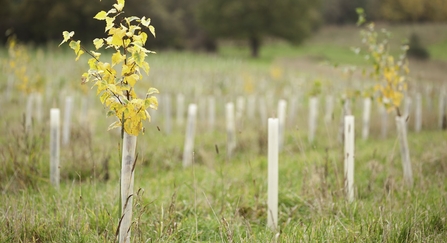 Tree planting 