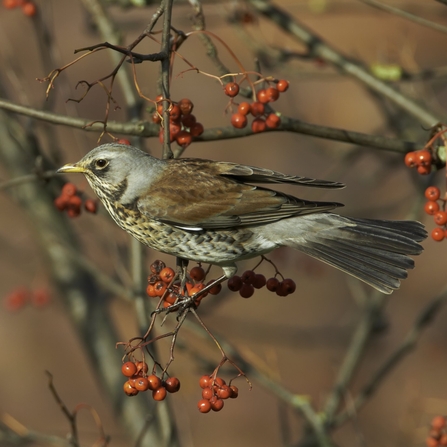 Fieldfare