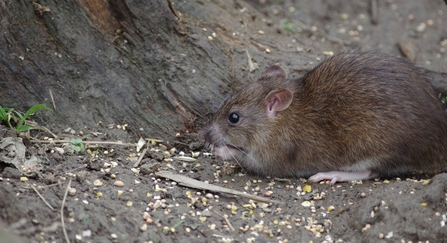 brown rat