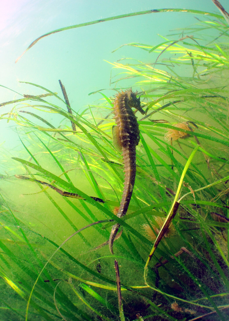 Seahorse in eelgrass