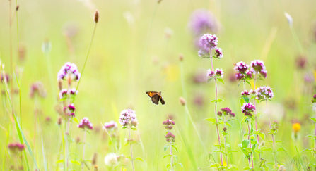 wildflowers