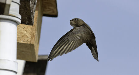 A swift flying to a nest box attached to the eaves of a cottage with its throat pouch bulging with insects it has caught to feed its chicks 