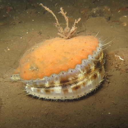 Queen scallop