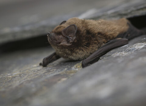 Leisler's bat | Manx Wildlife Trust