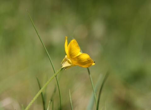 Bulbous Buttercup
