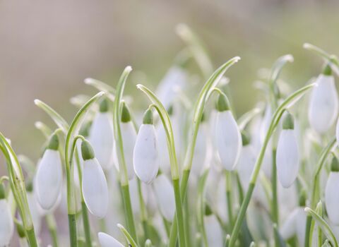 Snowdrops