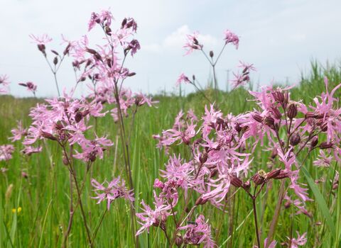 Ragged-robin | Manx Wildlife Trust