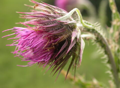 Musk Thistle