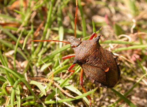 Spiked Shield Bug