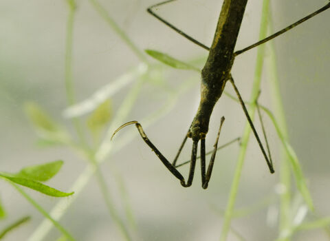 Water stick insect | Manx Wildlife Trust