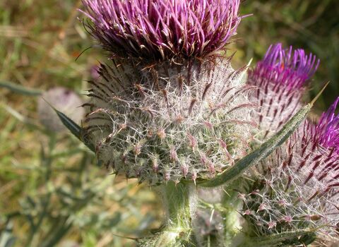 Woolly Thistle