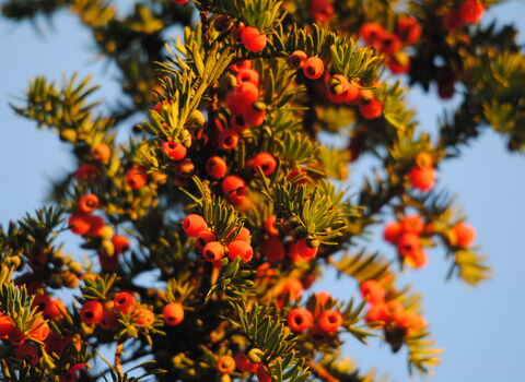 Yew