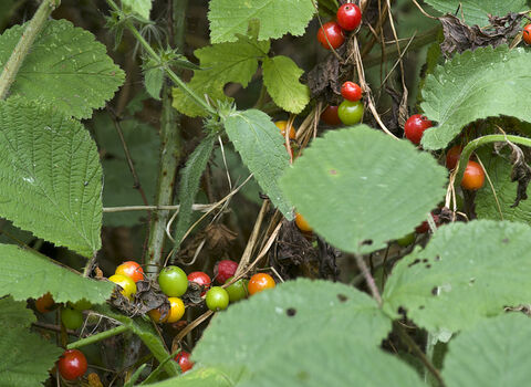 Black Bryony