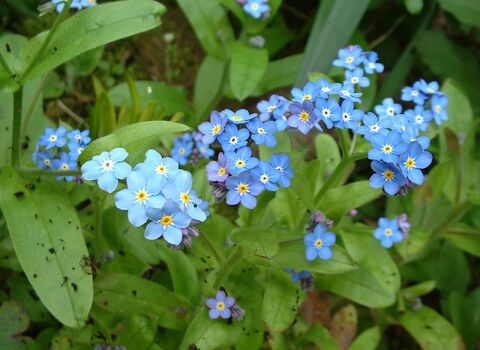 Wood Forget-me-not
