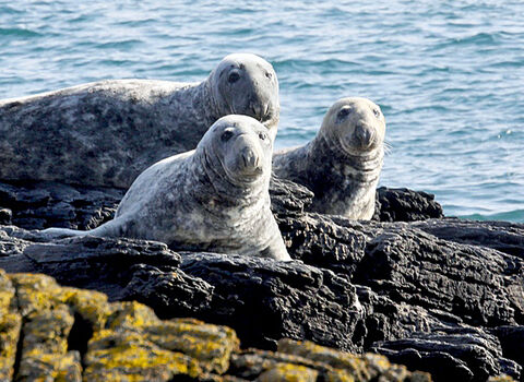 Grey seals