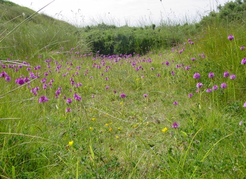 Pyramidal orchids at Cronk y Bing