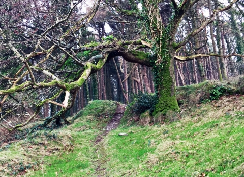 Hairpin Woodlands