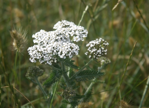 Dobbies Yarrow