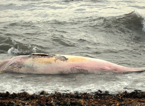 Dead marine megafauna strandings