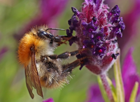 Common carder bee