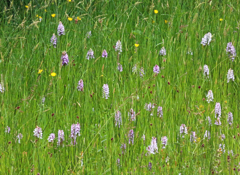 Orchids at Close Sartfield