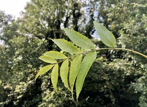 Ash tree leaf