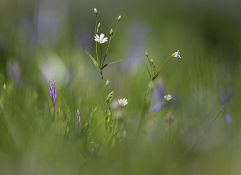 Stitchwort