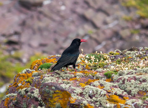 Chough