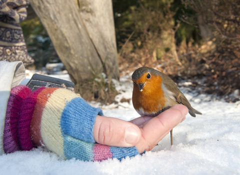 Christmas robin