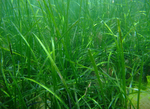 Seagrass