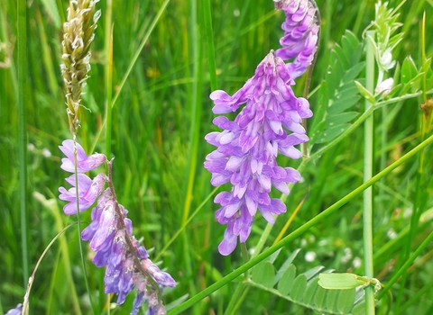 Ballamooar meadow