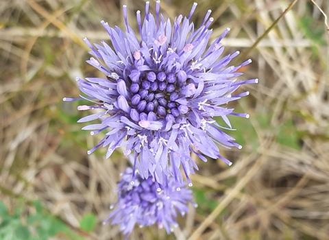 Miss Guyler's Meadow