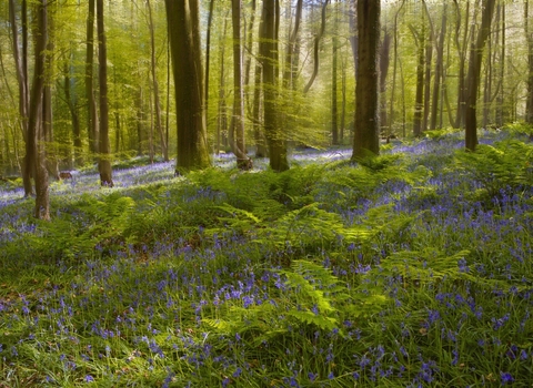 bluebells