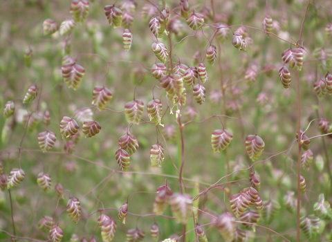 Shaking grass