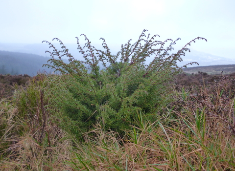 Juniper at Guthries