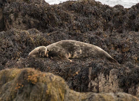 Entangled seal