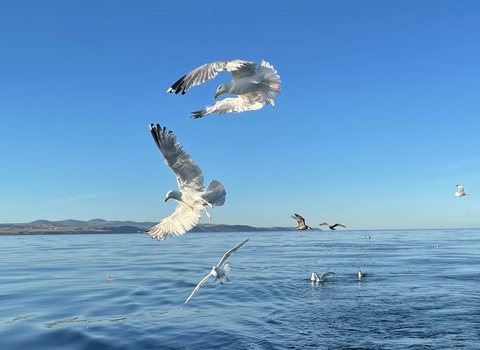 Gulls