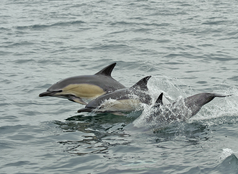 Short-beaked common dolphins