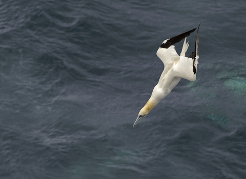 Gannet diving, The Wildlife Trusts