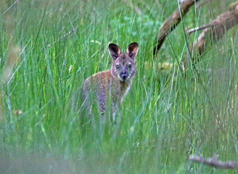 Wallaby