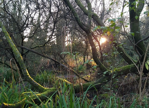 Onchan Wetlands