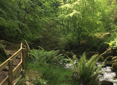 An image of Ballaglass glen on the Isle of Man looking very green. 