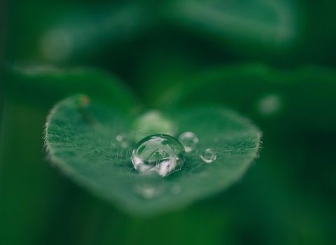 A close up of a drop of water on a green leaf. 