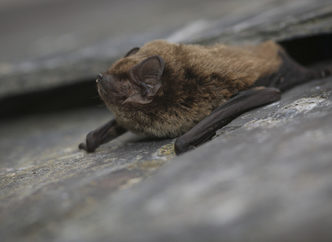 Leislers Bat emerging between roof slates