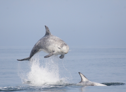 Risso's Dolphin