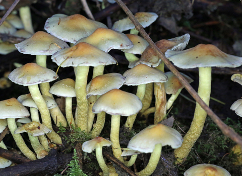 Sulphur Tuft fungi