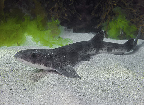 Cat Shark
