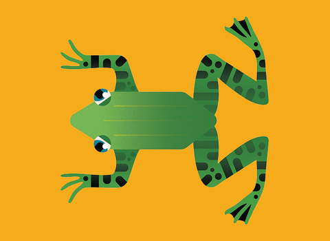 Green frog on yellow back ground