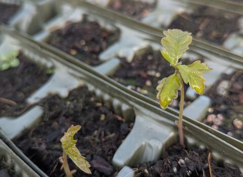oak sapling coming through soil