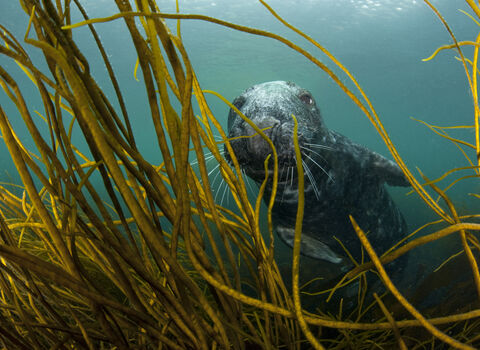Grey seal in kelp forest